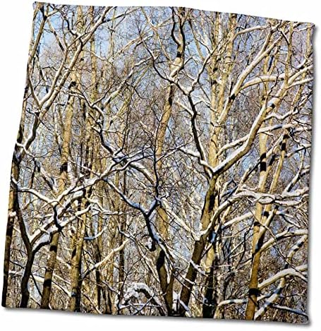 עצי אלון מכוסים שלג מוארים עם שמש ביער חורפי - מגבות